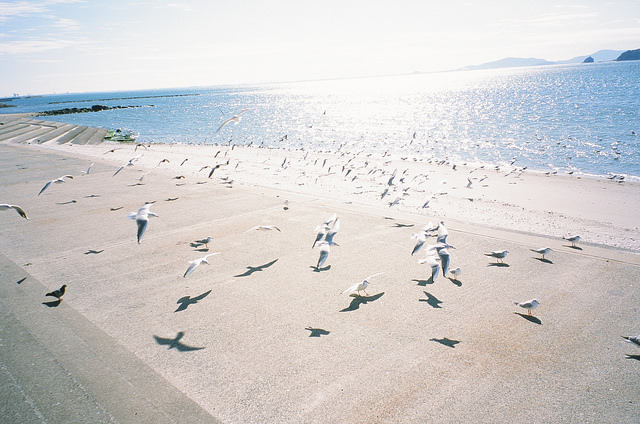 ナチュラクラシカ　リバーサルフィルム