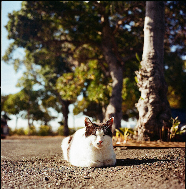 Hasselblad 500C/M : Lomography Color Negative 100 120