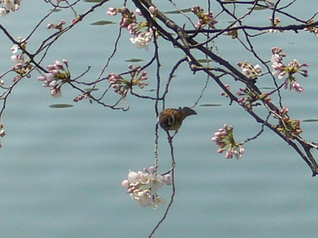 桜とすずめ