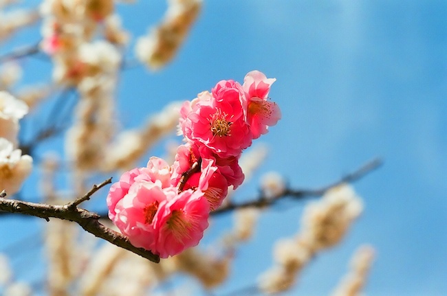 大高緑地公園：梅