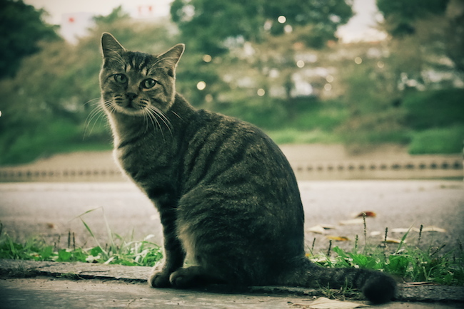 ねこ写真