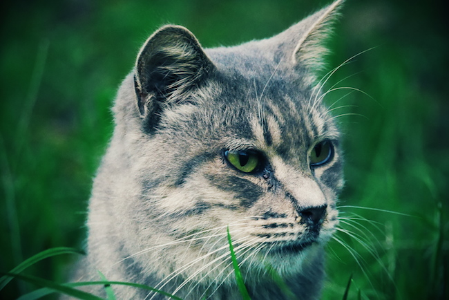 ねこ写真