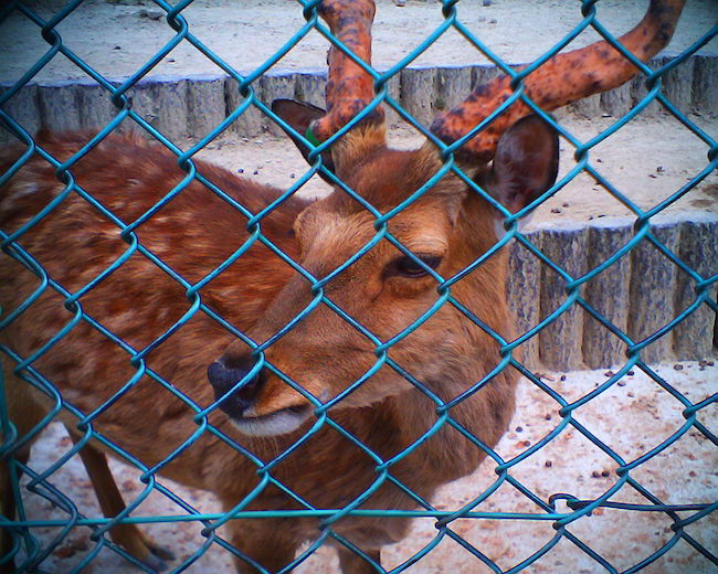 オートフォーカス　動物園