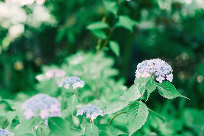 浜名湖ガーデンパーク　紫陽花