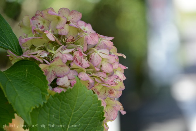 シグマ 18-200mm　D7100