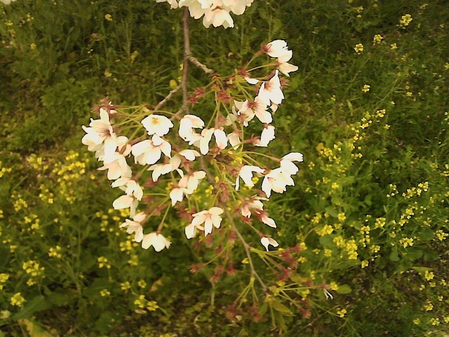 Bee　トイデジ　作例写真