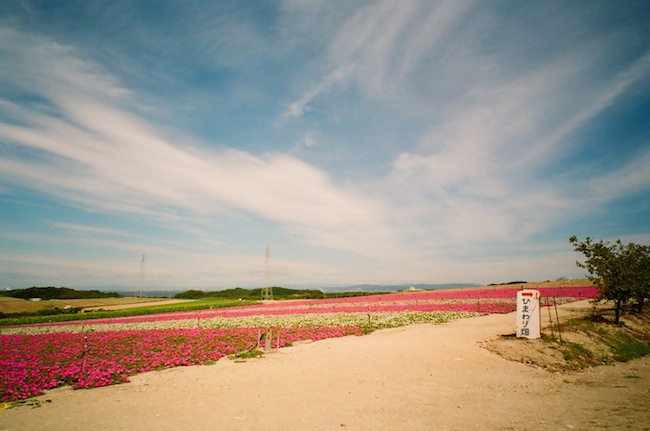 OMO COLOR NEGATIVE 100 ナチュラ