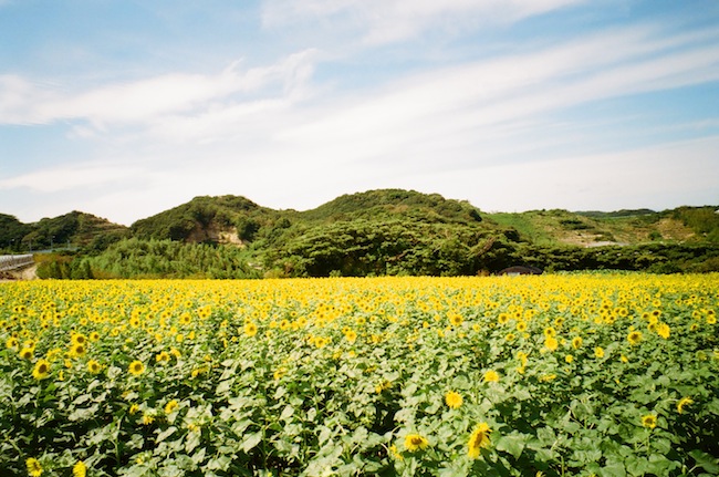 OMO COLOR NEGATIVE 100 ナチュラ