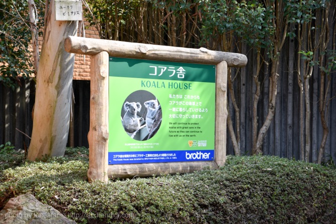 東山動物園　コアラ