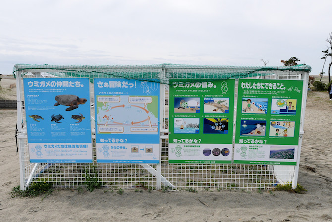 中田島砂丘　ウミガメ