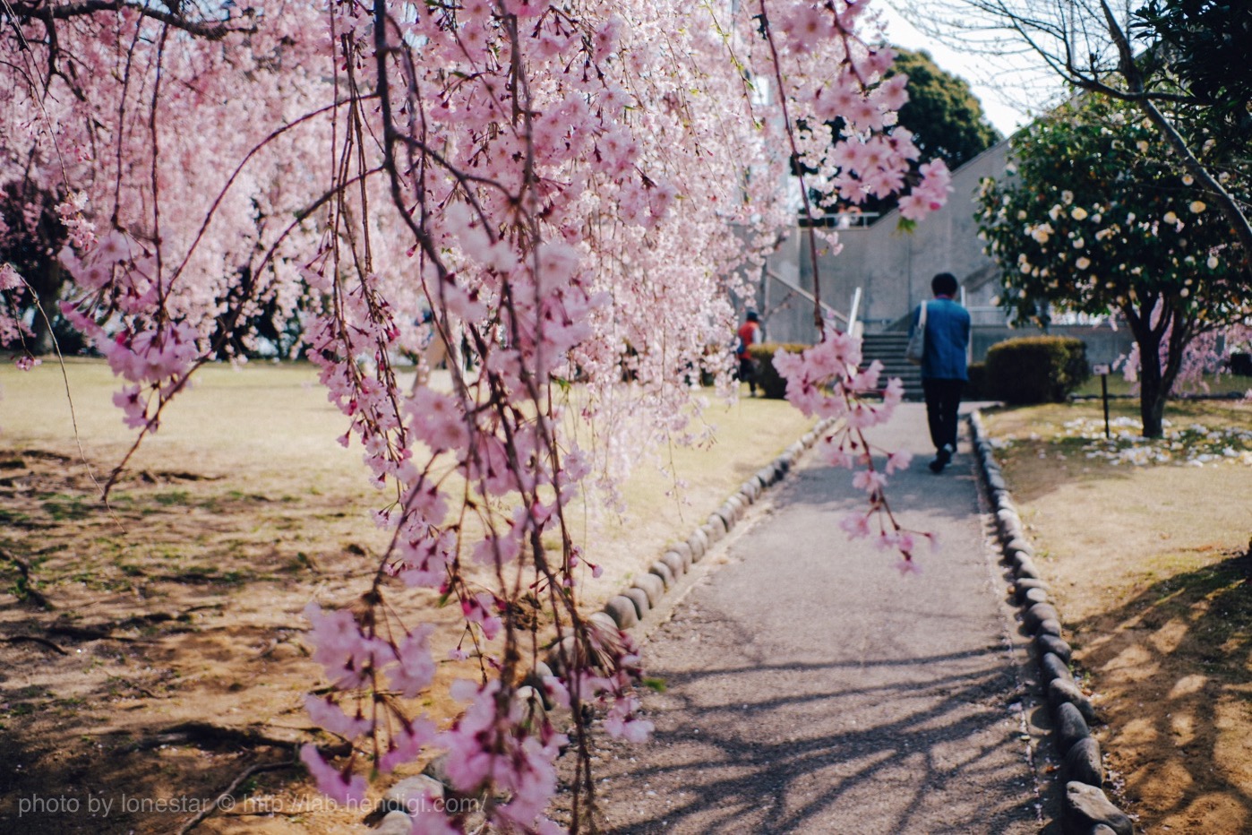 幸田町文化公園　しだれ桜まつり