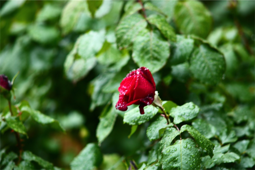 雨　植物　写真