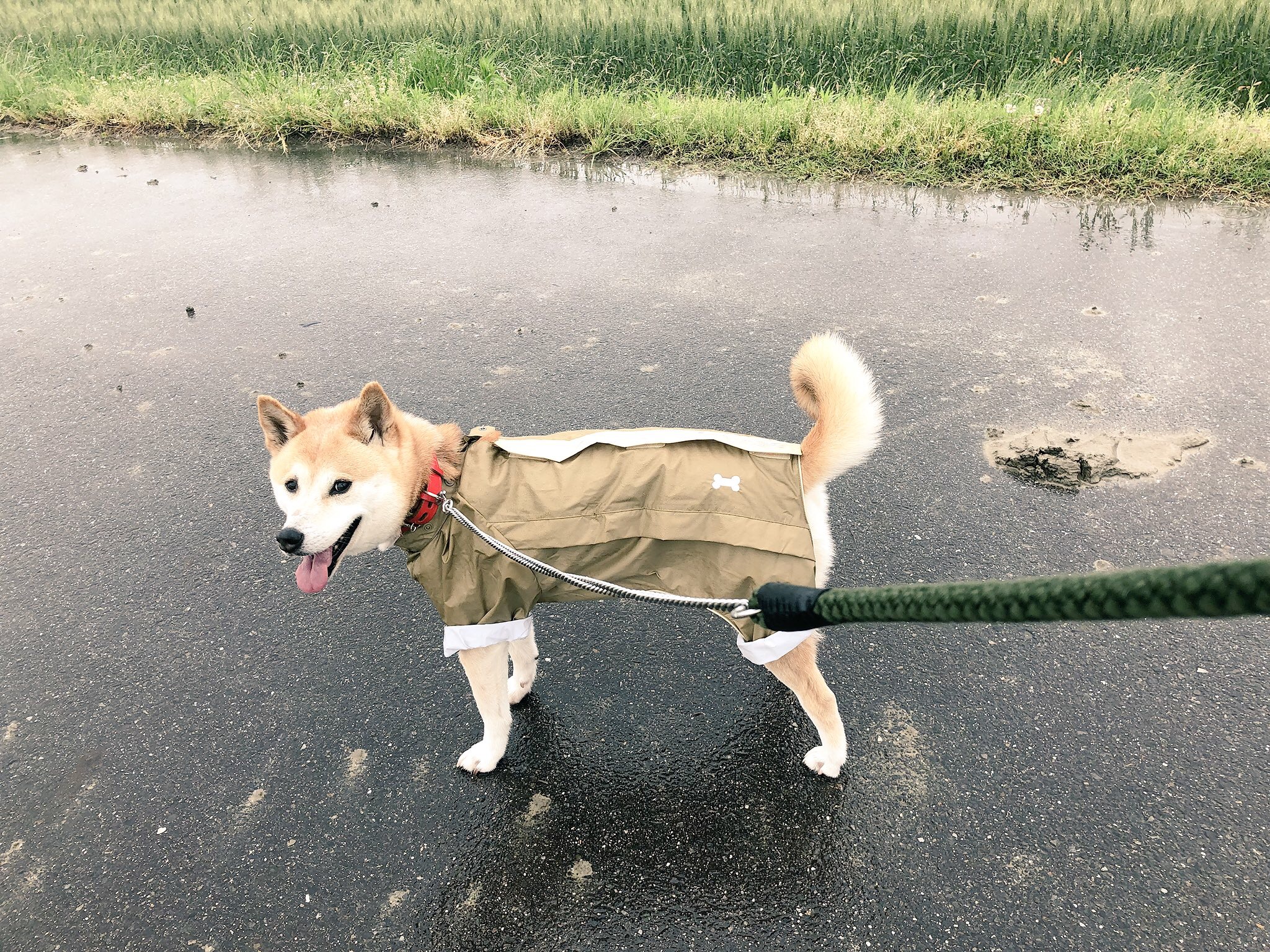 雨の日　写真撮影　アイデア