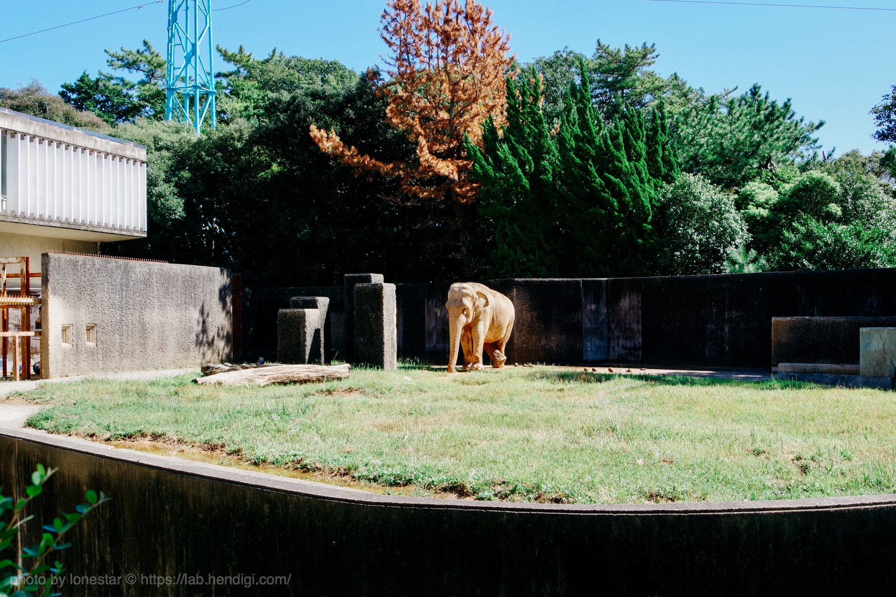 浜松市動物園　ハマコ