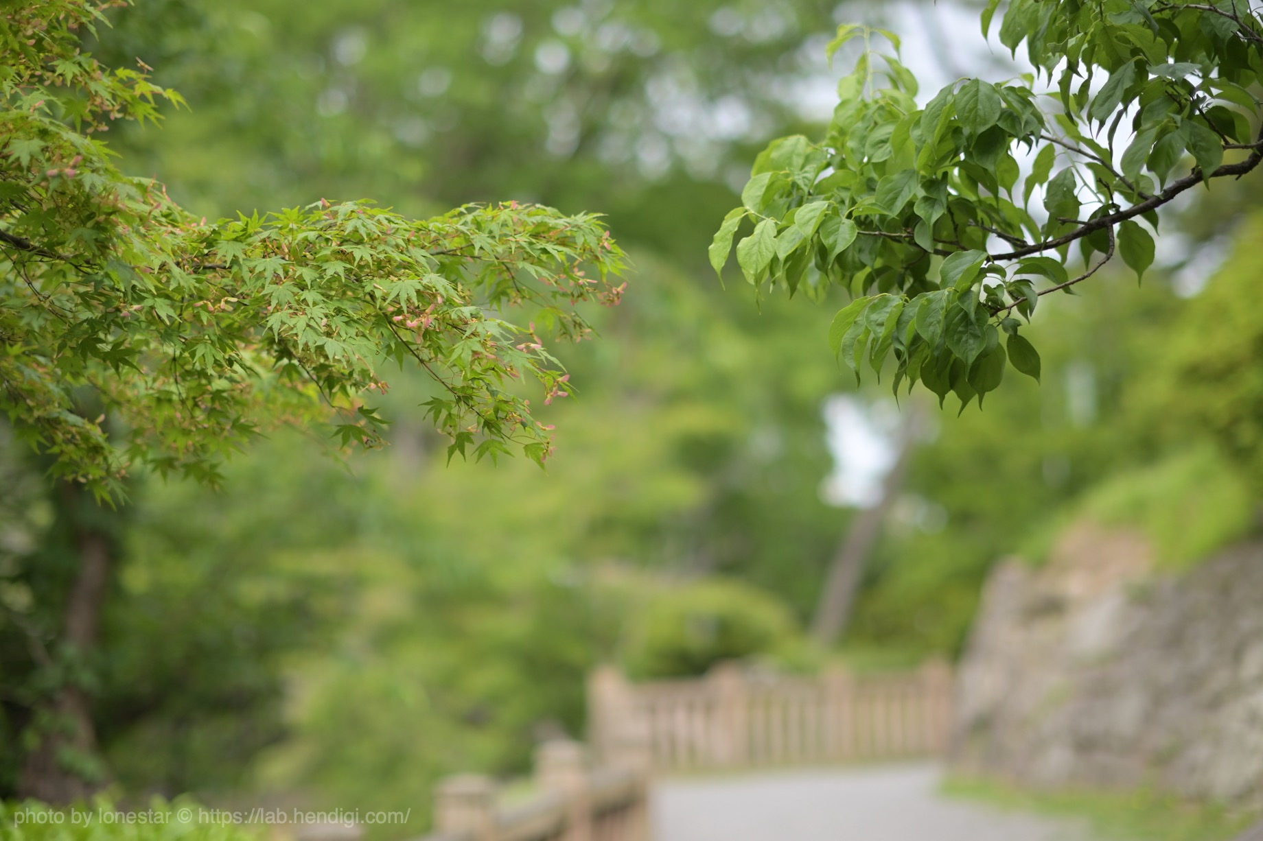 TTArtisan 50mm f/1.2　Nikon Z50