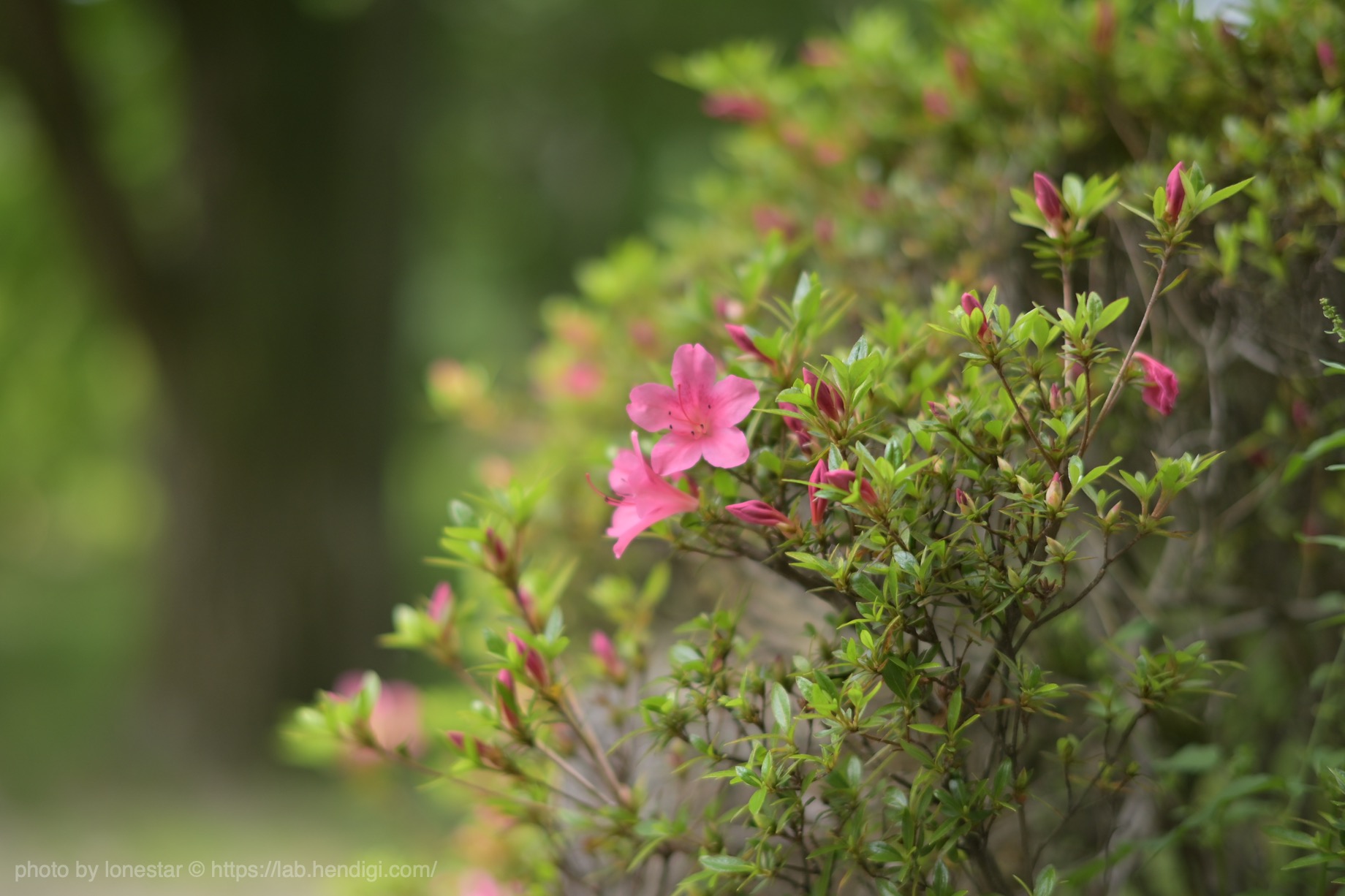 TTArtisan 50mm f/1.2　Nikon Z50