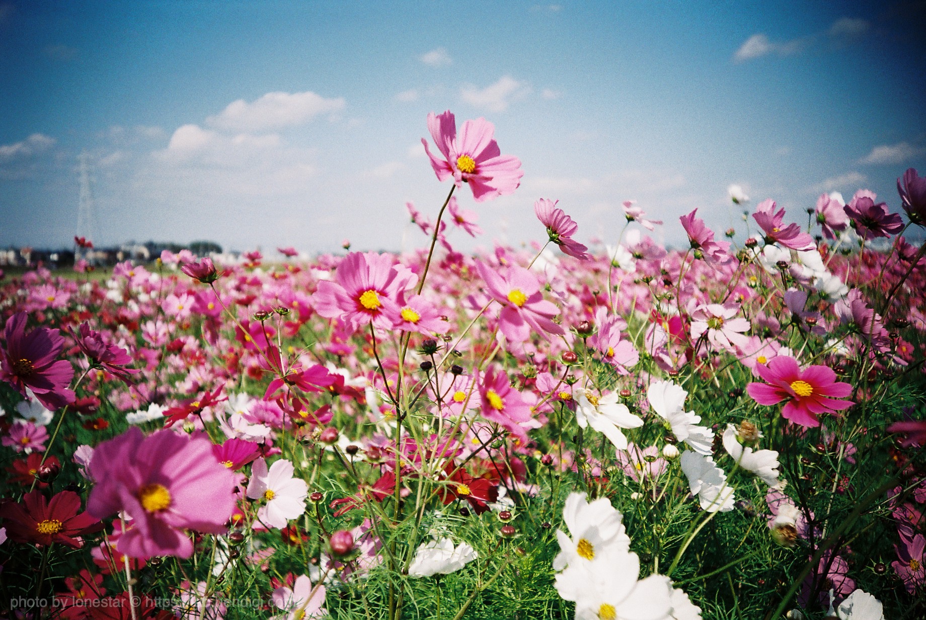 LOMO LC-A+　作例写真