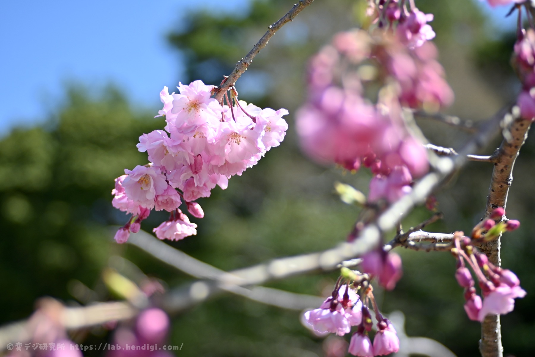 PENTAX DA40mmF2.8 Limited