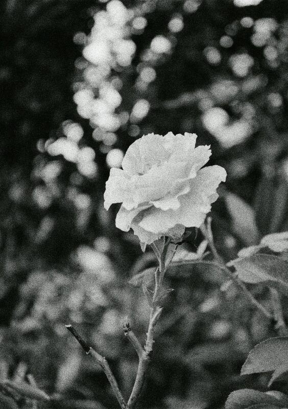 PENTAX 17：期限切れNEOPAN 1600 作例写真