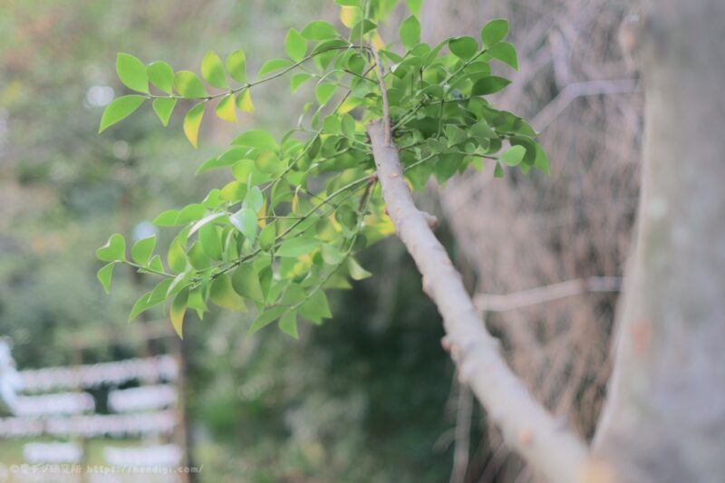 7Artisans 35mm f1.4 III：作例写真