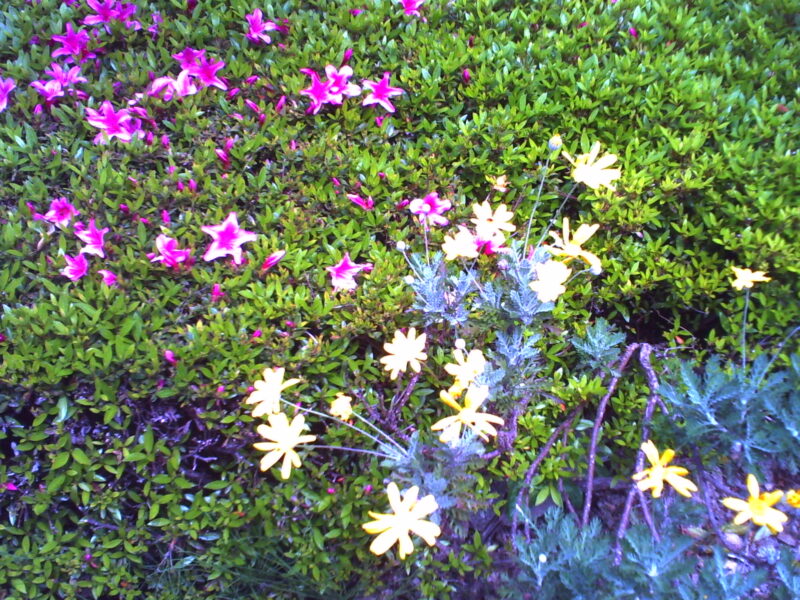 デジタルハリネズミ2++ 作例写真 花