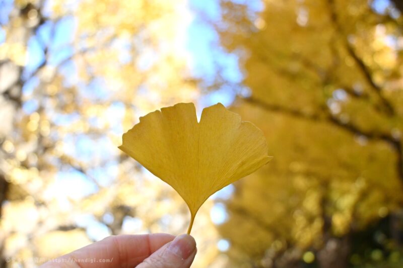Nikon Z30 作例写真