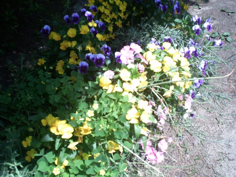 AGFA Sensor 505-E:作例写真3