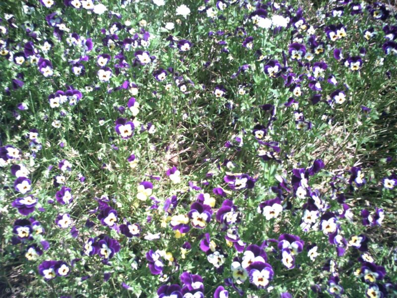 AGFA Sensor 505-E:作例写真4