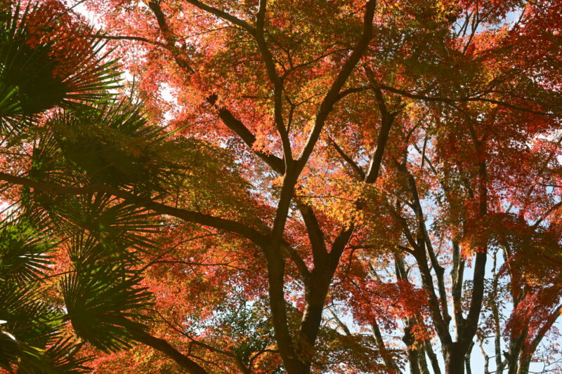 岡崎市　東公園　紅葉