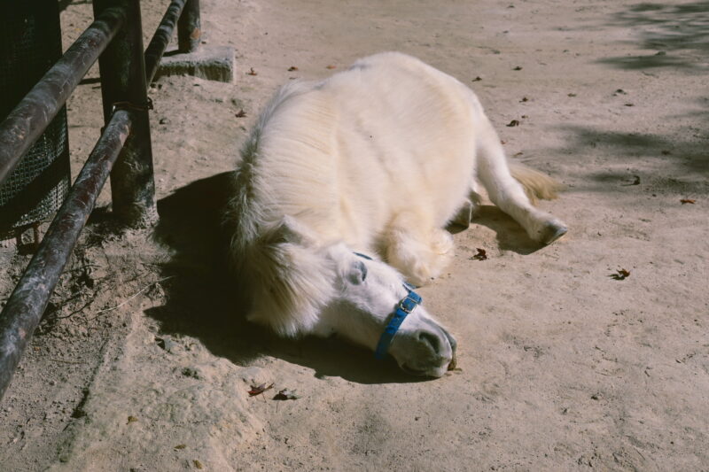 岡崎市　東公園　動物園