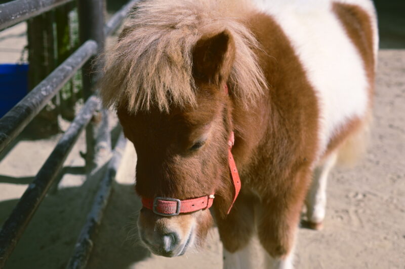 岡崎市　東公園　動物園