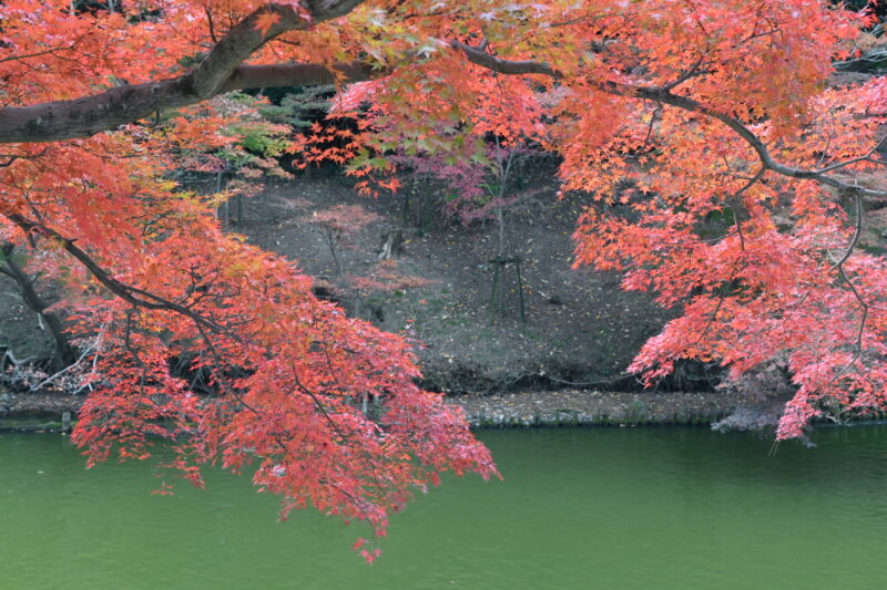 岡崎市　東公園　紅葉
