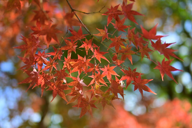 Nikon Z50II 30mm F1.4 DC DN