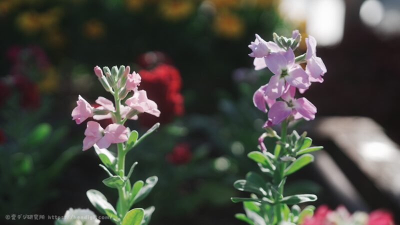 SONY FX2 FL2 作例写真