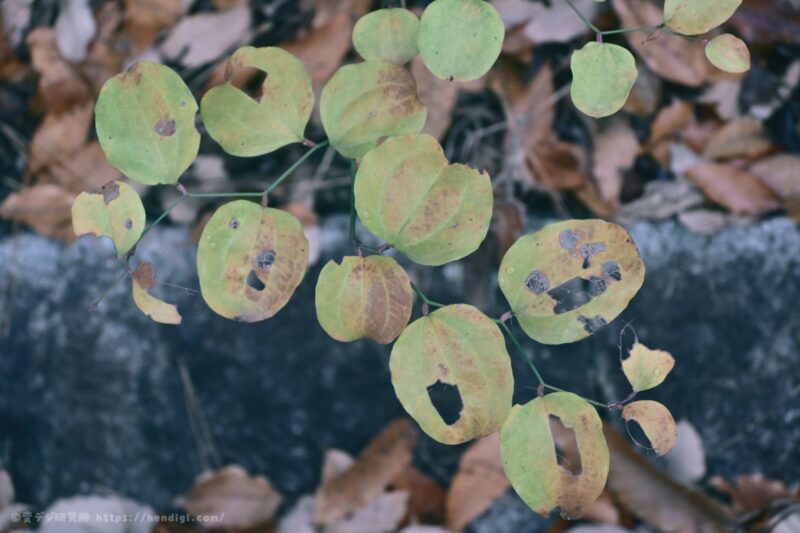 RED イメージングレシピ 作例写真