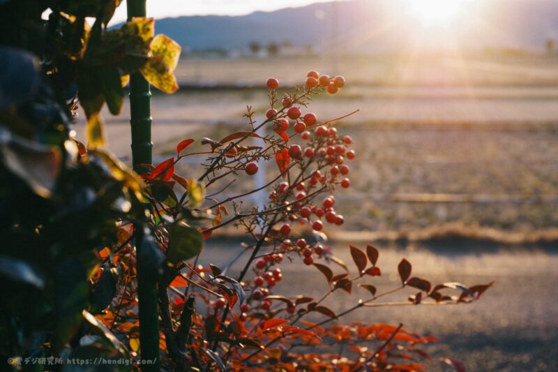 smc PENTAX-DA 40mmF2.8 Limited　作例写真