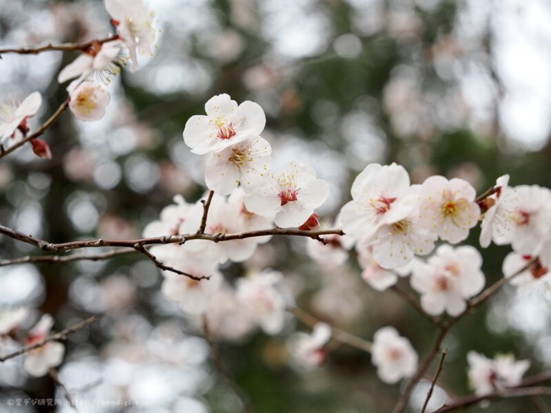 OM SYSTEM OM-3 作例写真