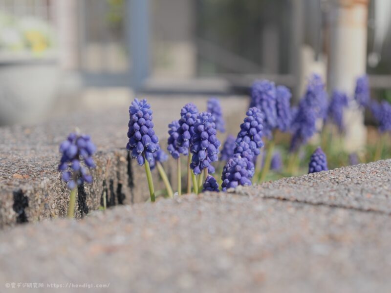 OM SYSTEM OM-3　作例写真