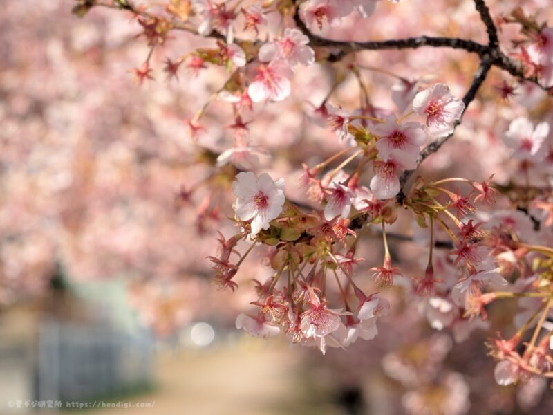 OM SYSTEM OM-3　作例写真