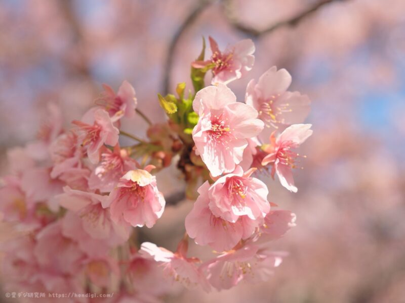 OM SYSTEM OM-3　作例写真