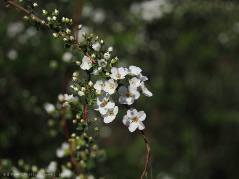 OM SYSTEM OM-3　作例写真