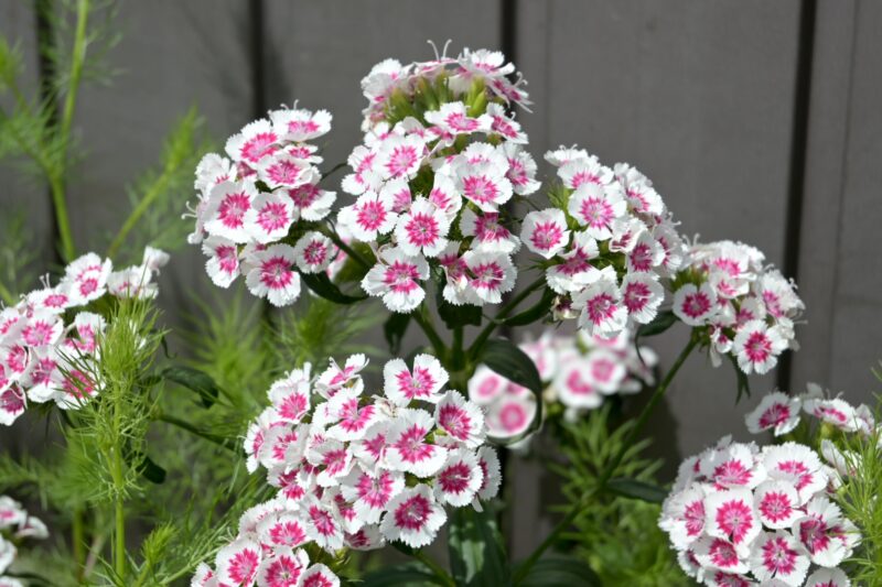 NIKKOR Z DX 16-50mm f/3.5-6.3 VR　Nikon Z50II 作例写真