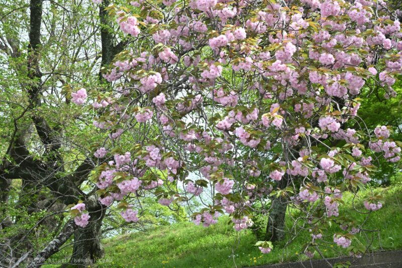 NIKKOR Z DX MC 35mm F1.7 引きで撮影