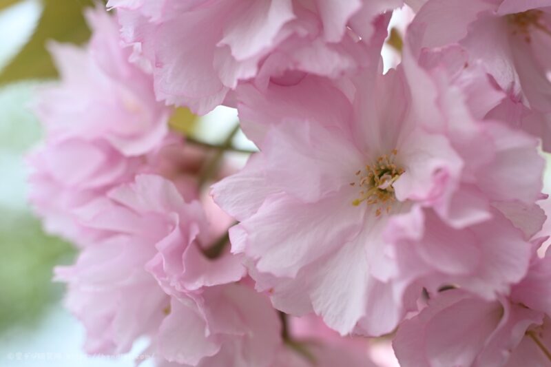 NIKKOR Z DX MC 35mm F1.7 マクロ撮影