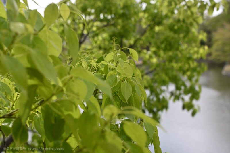 NIKKOR Z DX MC 35mm F1.7 前ボケ
