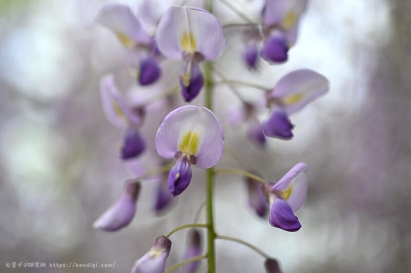 NIKKOR Z DX MC 35mm F1.7 手ぶれ補正なし