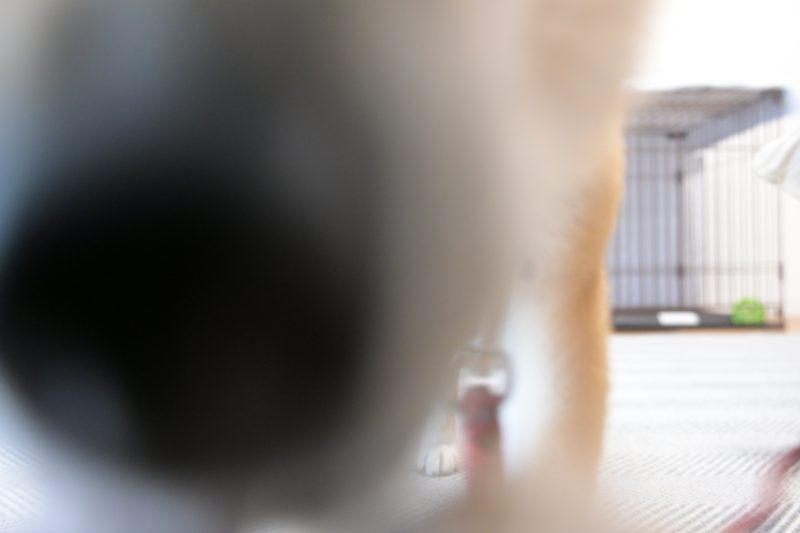 近くによりすぎ犬
