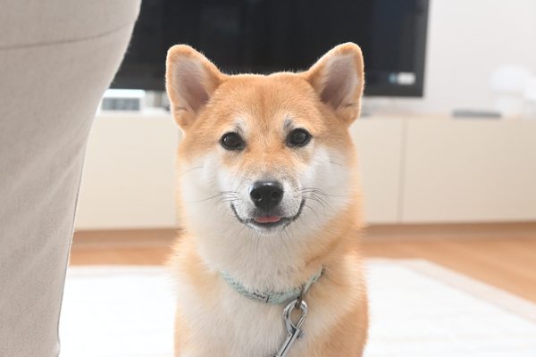 愛犬を撮っているカメラ