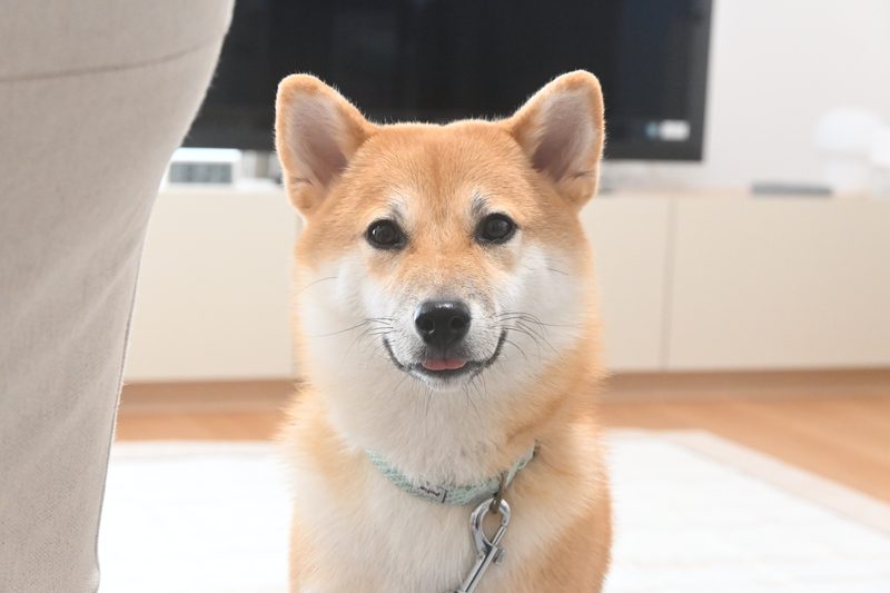 愛犬を撮っているカメラ