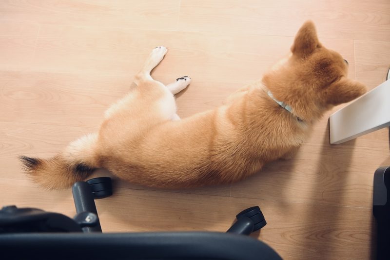 Nikon Z50IIで撮った愛犬の写真
